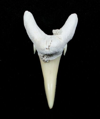 Carcharias (Extinct Sand Tiger) Shark Tooth - Eocene #3422